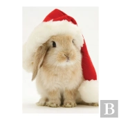 Santa Bunny Notecards