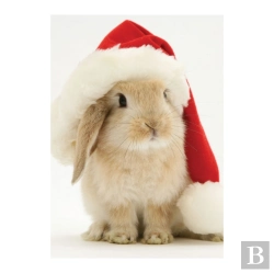 Bertrand.pt - Santa Bunny Notecards
