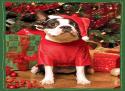 Santa'S Little Helper Boxed Holiday Notecards