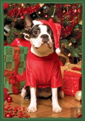 Santa'S Little Helper Boxed Holiday Notecards