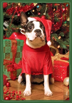 Bertrand.pt - Santa'S Little Helper Boxed Holiday Notecards