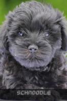 Schnoodle