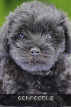 Bertrand.pt - Schnoodle