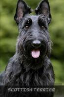 Scottish Terrier