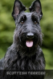 Scottish Terrier