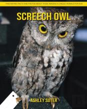 Screech Owl
