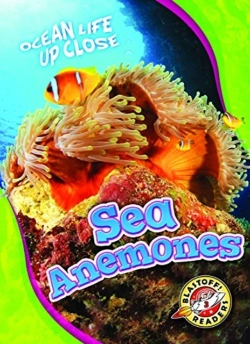 Bertrand.pt - Sea Anemones