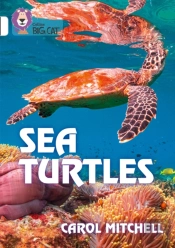 Sea Turtles