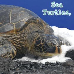 Bertrand.pt - Sea Turtles, What Do You Do?
