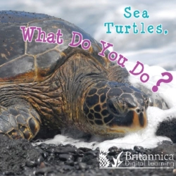 Bertrand.pt - Sea Turtles, What Do You Do?