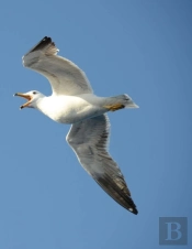 Seagull