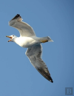 Bertrand.pt - Seagull