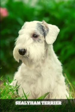 Bertrand.pt - Sealyham Terrier