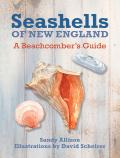 Seashells Of New England