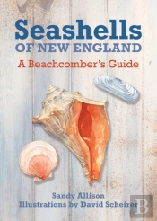 Seashells Of New England