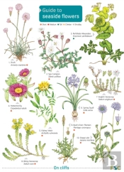 Seaside Flowers