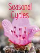 Seasonal Cycles
