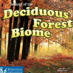 Bertrand.pt - Seasons Of The Decidous Forest Biome