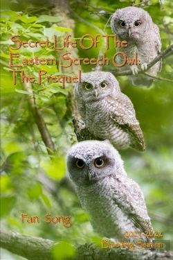 Bertrand.pt - Secret Life Of The Eastern Screech Owl - The Prequel