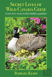 Secret Lives Of Wild Canada Geese