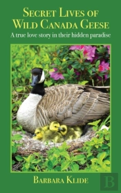 Secret Lives Of Wild Canada Geese