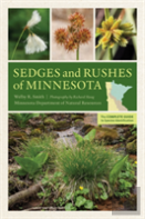 Sedges And Rushes Of Minnesota