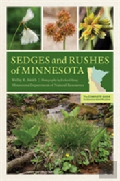 Sedges And Rushes Of Minnesota