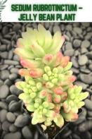 Sedum Rubrotinctum - Jelly Bean Plant