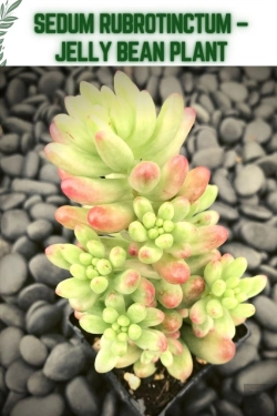Bertrand.pt - Sedum Rubrotinctum - Jelly Bean Plant