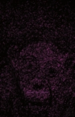 Bertrand.pt - Seeing The Unseen