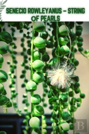 Senecio Rowleyanus - String ÃÂ¾F Pearls