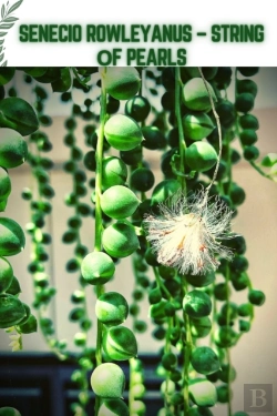 Bertrand.pt - Senecio Rowleyanus - String ÃÂ¾F Pearls