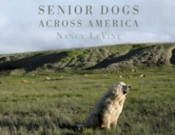 Bertrand.pt - Senior Dogs Across America