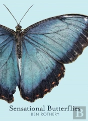 Sensational Butterflies