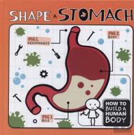 Shape A Stomach