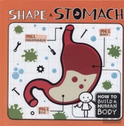 Shape A Stomach