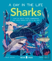 Sharks (A Day In The Life)