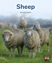 Sheep