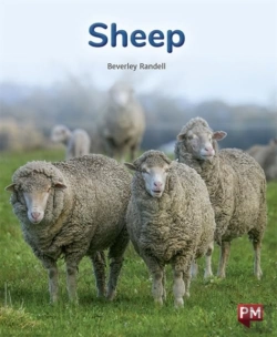 Bertrand.pt - Sheep