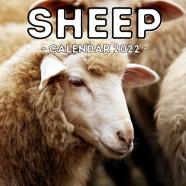 Sheep Calendar 2022