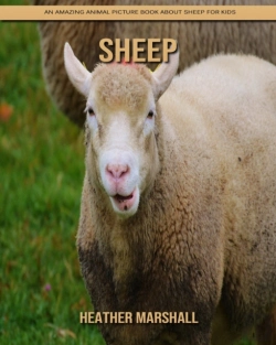 Bertrand.pt - Sheep