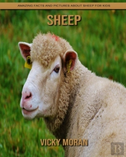 Bertrand.pt - Sheep