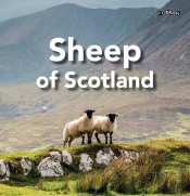 Sheep Of Scotland