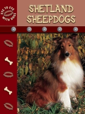 Shetland Sheepdogs