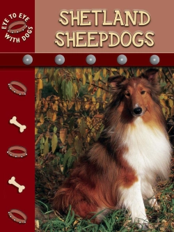 Bertrand.pt - Shetland Sheepdogs