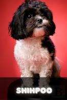 Shihpoo