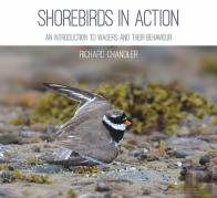 Shorebirds In Action