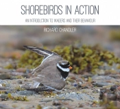 Shorebirds In Action