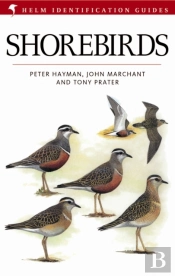 Shorebirds