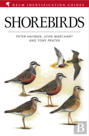Shorebirds